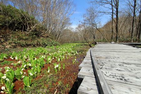 春のボードウォーク