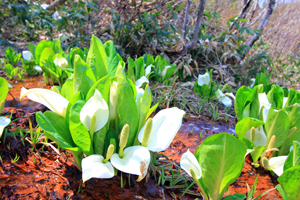 春のボードウォーク