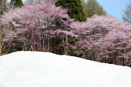 本州で最後に咲く桜