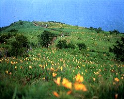 ニッコウキスゲの群落が魅力